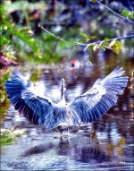 1-30-16 Wetlands   12.jpg