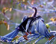 1-30-16 Wetlands   13.jpg
