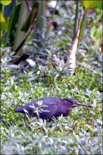 1-30-16 Wetlands   15.jpg