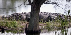 1-30-16 Wetlands Alligator   1.jpg