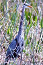 1-30-16 Wetlands   17.jpg