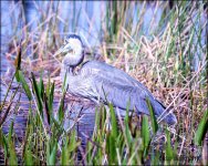 1-30-16 Wetlands   18.jpg