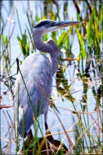 1-30-16 Wetlands   19.jpg