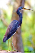 1-30-16 Wetlands   21.jpg