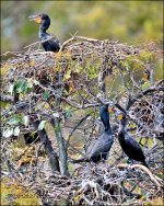 1-30-16 Wetlands   25.jpg
