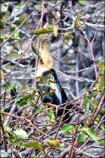 1-30-16 Wetlands   27.jpg
