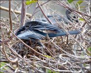 1-30-16 Wetlands   29.jpg