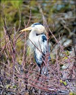 1-30-16 Wetlands   30.jpg