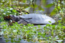 1-30-16 Wetlands   32.jpg