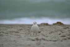 DSC_4793.jpg