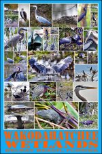 Wetlands  2016 sm.jpg