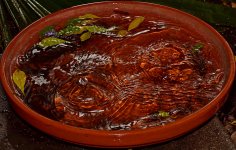 Wate4.jpg