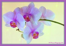 Purple Orchids #2 1-31-2016.jpg