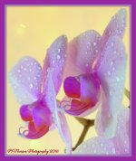 Profile of Orchids 1-31-2016.jpg