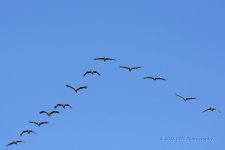 1-31-16-cr__D7K1068.jpg