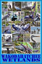 Wakohatachee Wetlands  2016.jpg