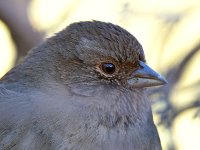 Towhee4.jpg