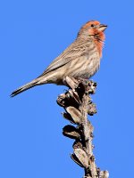 Finch.jpg