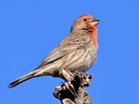 Finch2.jpg