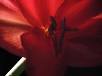Amaryllis (1 of 9).jpg