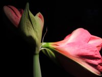 Amaryllis (2 of 9).jpg