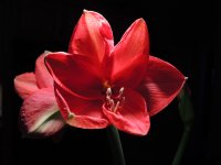 Amaryllis (3 of 9).jpg