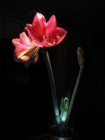 Amaryllis (4 of 9).jpg