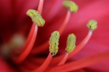 Amaryllis (8 of 9).jpg