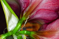 Amaryllis (9 of 9).jpg