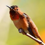 Hummer9.jpg
