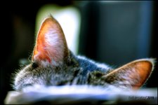 2-1-16 Macro Bill   1.jpg