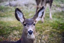 Mule deer looking at me.jpg