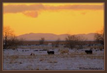 Two Coyote Tormenting Three Cows 2-1-2016.jpg