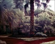 2-2-16 Arboredum IR   1.jpg