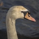 DSC_8756-Edit.jpg
