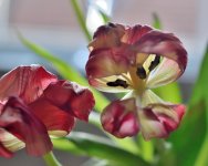 the dying tulip.jpg