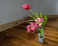 Tulips.jpg