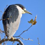 BlackHeron.jpg