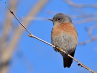 Bluebird4.jpg