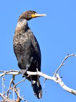 Cormorant.jpg