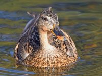 Mallard.jpg
