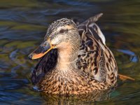 Mallard2.jpg