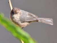Tit.jpg