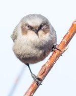Bushtit-1.jpg
