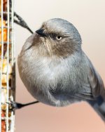 Bushtit-4.jpg