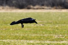 2-2-16-cr__D7K1097.jpg