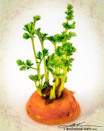 Carrot.jpg