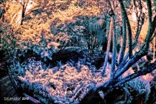 2-2-16 Arboredum IR   8.jpg