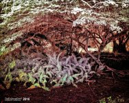 2-2-16 Arboredum IR   11.jpg