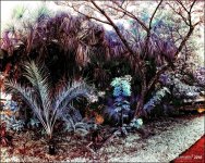 2-2-16 Arboredum IR   12.jpg